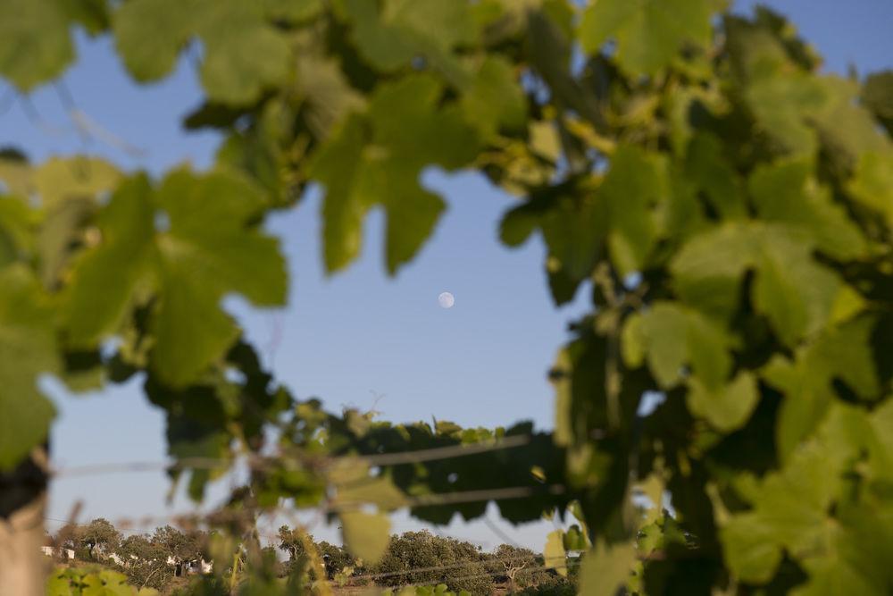 A Serenada Enoturismo 그란돌라 외부 사진